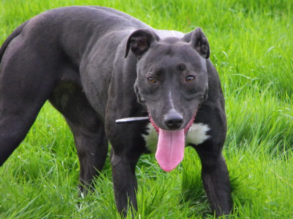 Best Bull Cross Lurchers & Running Dogs The Hunting Life